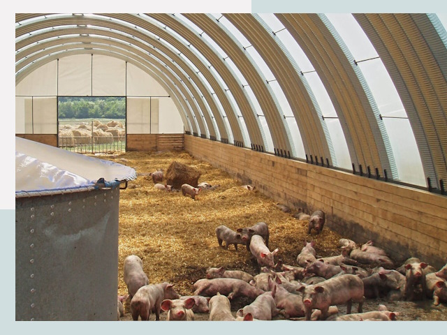 Строительство свинарников в Советской Гавани